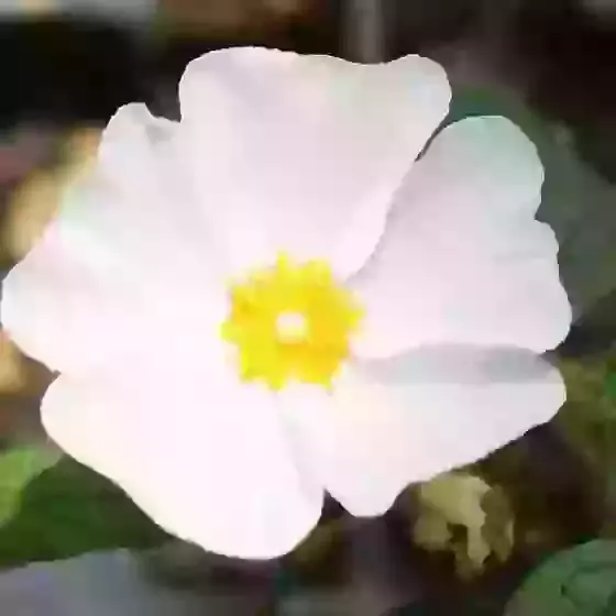 Cistus hybridus Rock Rose 